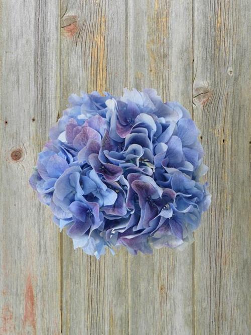 BIG PETAL BLUEBERRY BLUE  HYDRANGEAS